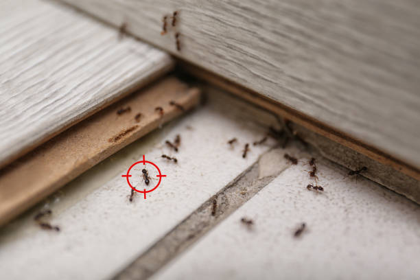Best Best Pest Control Companies  in Cibecue, AZ